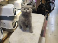 Show Class Scottish Fold Bebekler