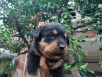 Orjinal safkan rottweiler yavrular