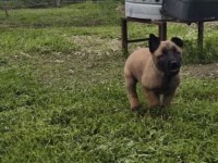 Köpeklerimiz Sevgi Dolu Yuvalarına Hazır