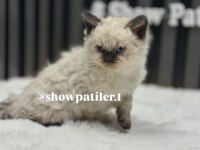 SELKİRK REX KEDİSİ KIVIRCIK TÜYLÜ