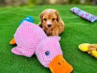 Maltipoo Yavrularımız
