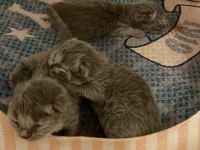 Orijinal British Shorthair ve Longhair