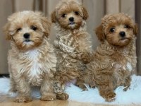 Bayram Şekeri Maltipoo Bebekler