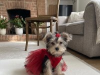 Teacup Büyümeyen Morkie Yavrular
