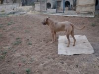 O bir alan koruma uzmanı cane corso