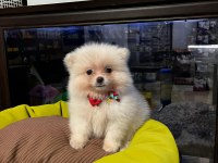 Pomeranian boo köpeği