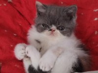 TÜM TÜRKİYE GENELİ GÖNDERİM MÜMKÜN KEDİMİZ