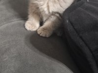 Scottish Fold Kedisi Minnoşum