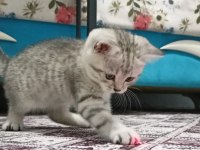 Silver british shorthair bebelerimiz hazır