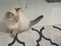3 aylık siyam kedimi sahiplendirme