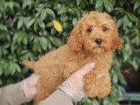IRK VE SAĞLIK GARANTİ POODLE YAVRULARIMIZ