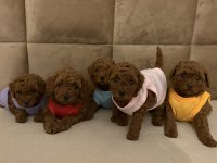 0 NUMARA RED POODLE YAVRULARIM