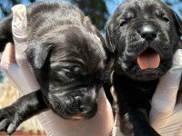 Cane corsa alan koruma köpeği yavruları 