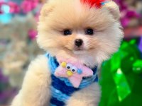 Pomeranian Boo Yavru