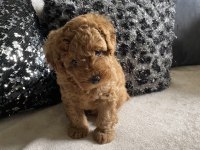 Toy poodle köpeğimizi sahiplendirme