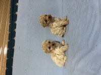 MALTİPOO KÖPEĞİMİZ
