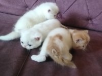 İran persian saf bebekler