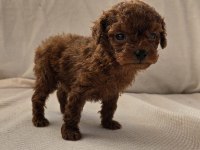 Dark Brown Kore Poodle Bebekler
