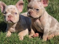 Renkli Gözlü Irk Garantili French Bulldog Yavrularım