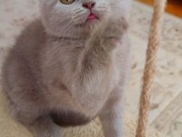 ŞEKERİLİNKOO KEDİMİZ