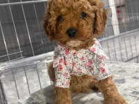 micro kore teacup poodle