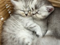 British shorthair ve longhair bebekler