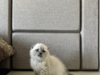 SCOTTISH FOLD BLUE POİNT YAVRULARIM 
