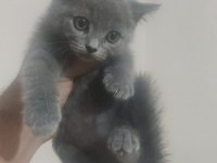 BRİTİSH SHORTHAİR MİNİKLER