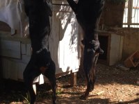 ERKEK EUROPEAN DOBERMAN MAYBACH