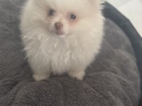 Beyaz pomeranian çocuğu