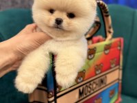 Pomeranian yavrularımız gelmiştir