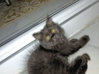 Orjinal british longhair sahiplendirilecektir