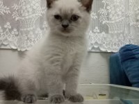 MİNNOŞ BRİTİSH KEDİLER