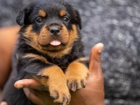 Sahibine bağlı Rottweiler yavrular