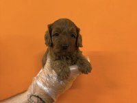MALTİPOO IRK SAĞLIK GARANTİLİ YAVRULARIMIZ