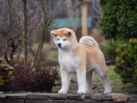 Japon Akita Yavruları Sağlık ve Irk Garantili 