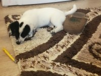 Jack russell uzun bacak