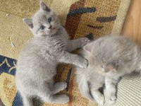 Sevimli british shorthair yavrularımız (erkek)