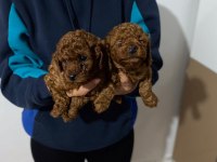 Wc eğitimli toy poodle yavrular ret brown safkan ankara