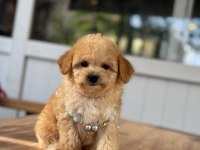 ORJİNAL MALTİPOO