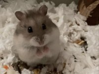 HAMSTER GONZALES YAVRULARIMIZ HERYERE GÖNDERİM VAR