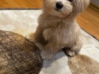Maltipoo erkek 4 aylık