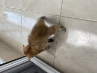 Golden Scottish fold yavrularımız