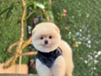 Çok Sevimli Pomeranian Yavrularımız
