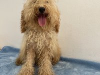 Apricot Güzeli Poodle Köpeği