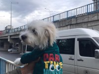 Terrier erkek köpeğimiz