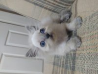 Yavru güzel british longhair