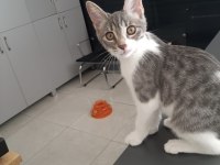 Acil yuva minik kedimize