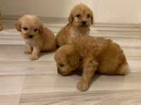 IRK VE SAĞLIK GARANTİ ORJİNAL MALTİPOO BEBEĞİMİZ