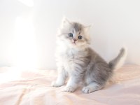 Safkan British Longhair Blue Golden